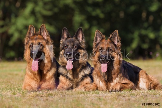 Picture of Deutsche Schferhunde